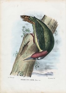Pic vert, 1863-79 - Raimundo Petraroja